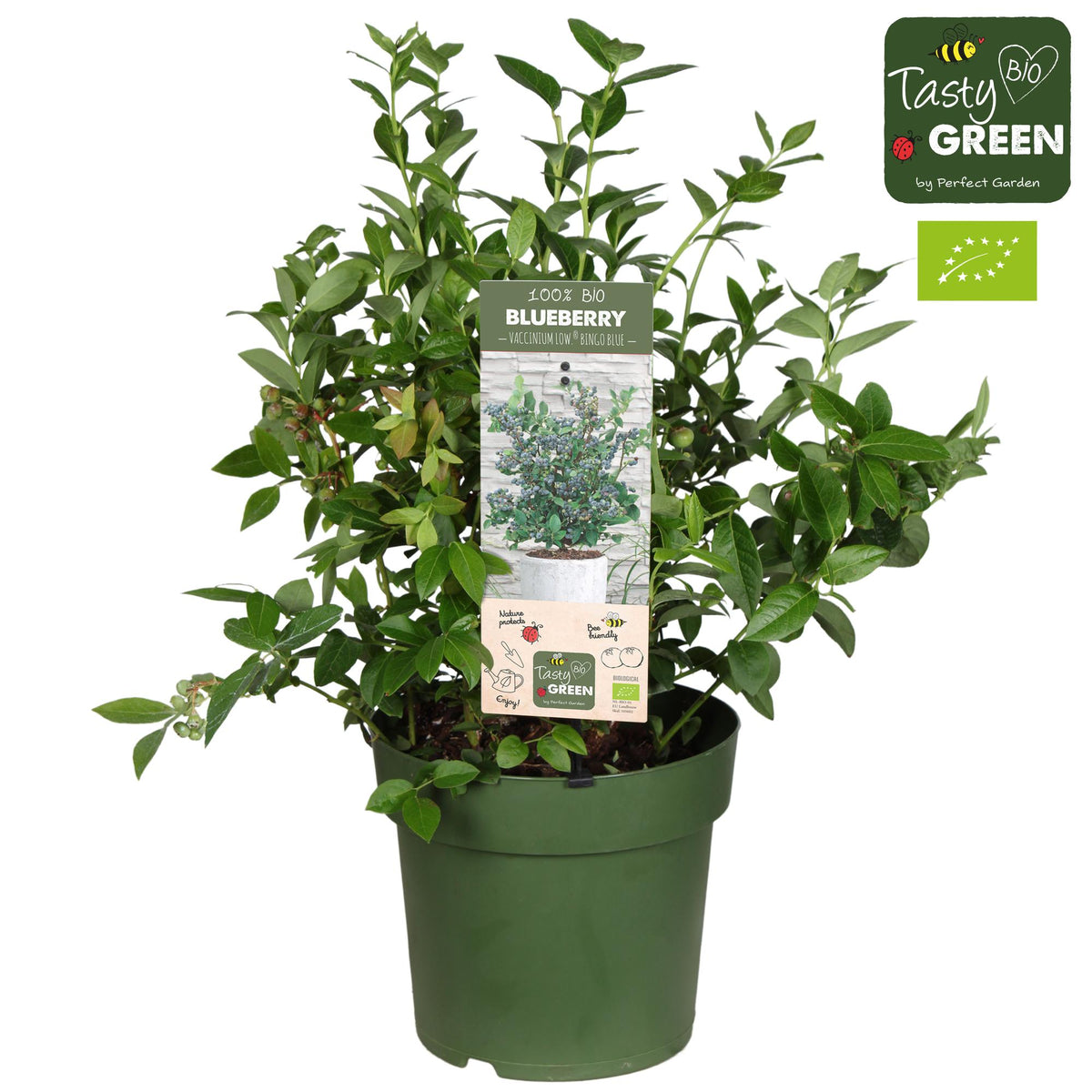 Productfoto van Vaccinium Cor. 'Bingo Blue' Bio - Blauwe bes
