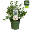 Vaccinium Cor. 'Bingo Blue' Bio - Blauwe bes