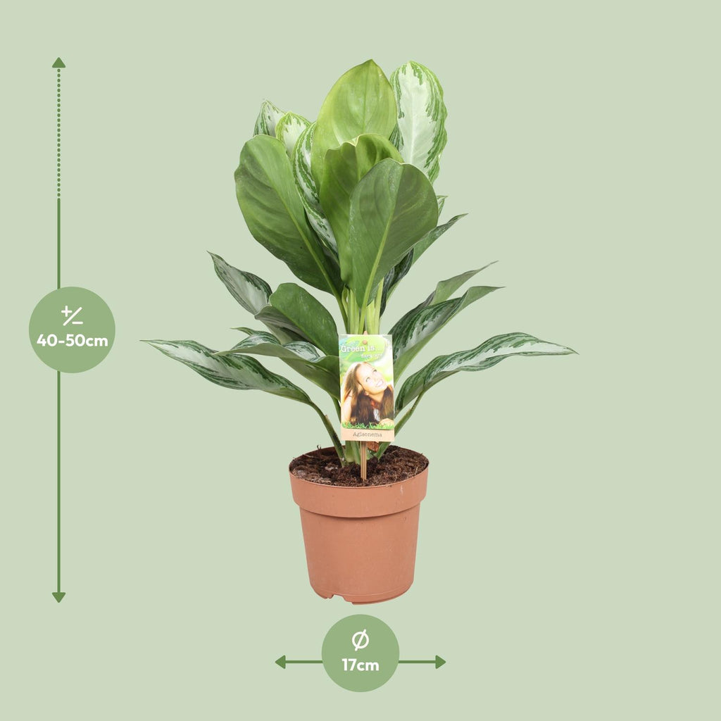 Aglaonema Silver Bay - Chinese Evergreen, detail van het blad