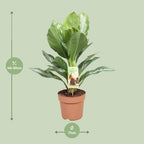 Aglaonema Silver Bay - Chinese Evergreen, detail van het blad