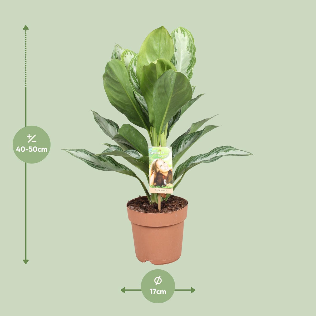 Aglaonema Silver Bay - Chinese Evergreen, detail van het blad