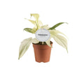 Productfoto van Philodendron Florida Ghost