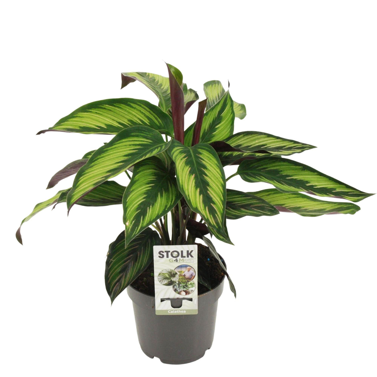 Productafbeelding van Pureplant