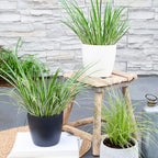 3 x Acorus gramineus 'Argenteostriatus', groene bladeren