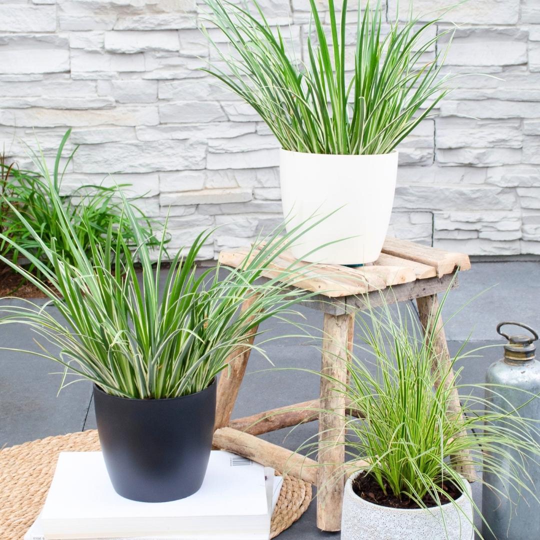 3 x Acorus gramineus 'Argenteostriatus', groene bladeren