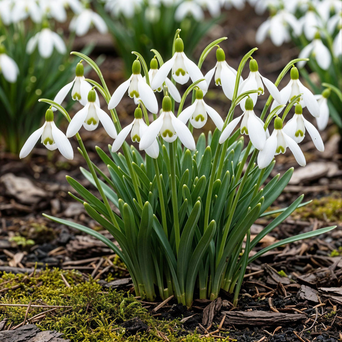 Galanthus Elwesii, kenmerkend blad