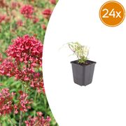 Centranthus ruber &