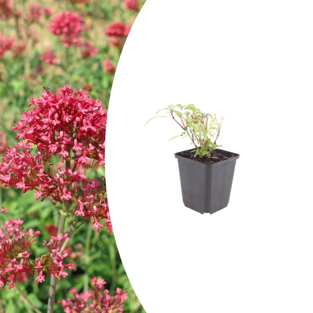 Centranthus ruber 'Coccineus', detail van het blad