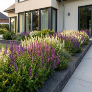 Salie Tricolour, 6x met paarse, roze en witte bloemen