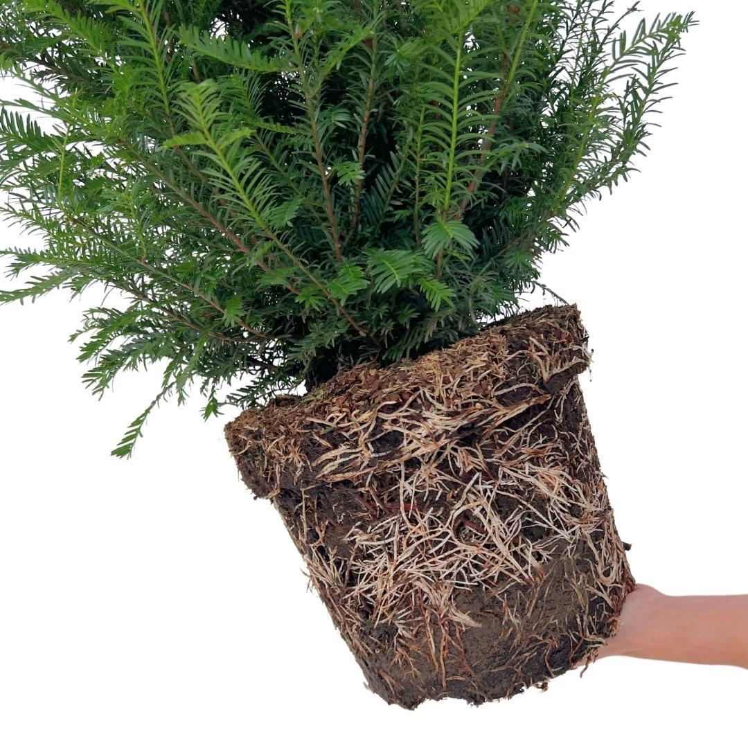 Grote taxus haagplanten, 12 liter, 20 stuks voor 10 meter, detail van het blad
