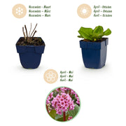 Bergenia cordifolia - Schoenlappersplant - Schaduw - Roze - 6 Planten