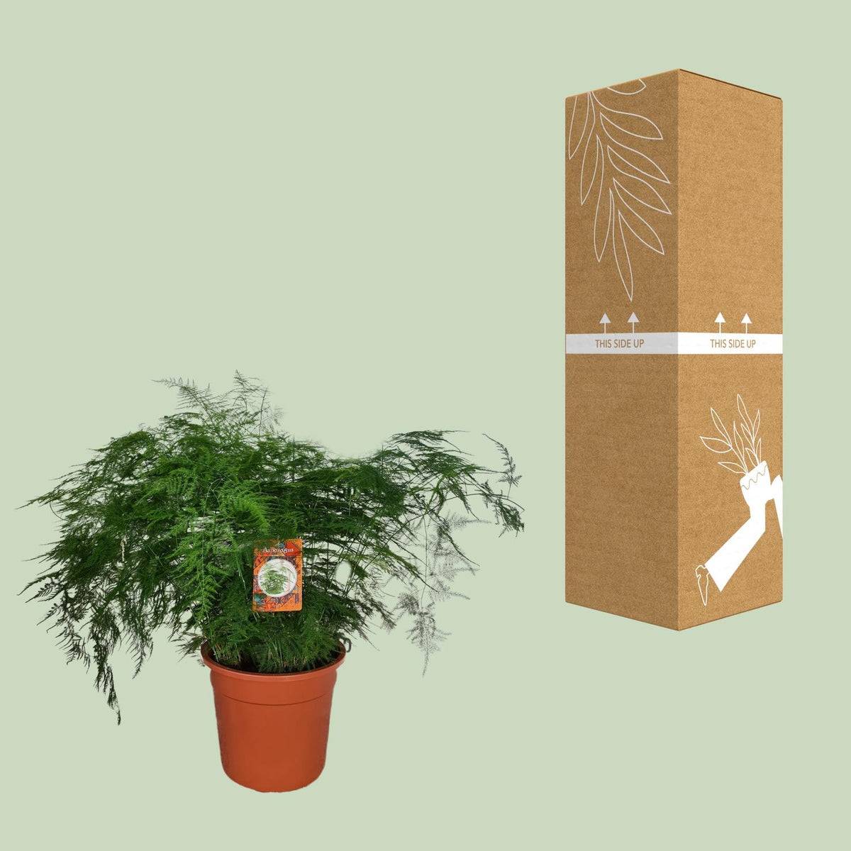 Detailfoto van Asparagus Setaceus