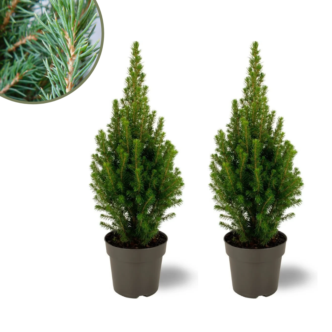 2x Picea glauca Perfecta, plant in pot