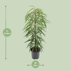 Detailfoto van Ficus Binnendijkii Alii