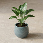 Pot Gabriel rond blauw, plant in pot
