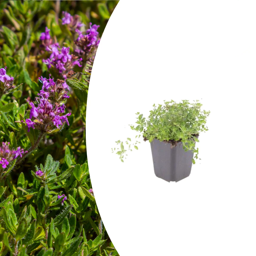 Thymus serpyllum, plant in pot