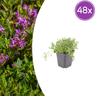 48x thymus serpyllum