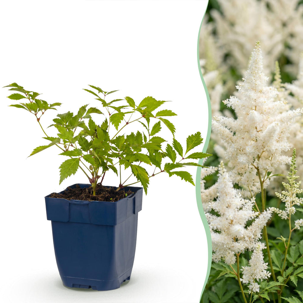Pluimspirea (J) Deutschland, met witte bloemen, detail van het blad