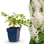 Pluimspirea (J) Deutschland, met witte bloemen, detail van het blad