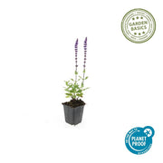 Salvia nem. &