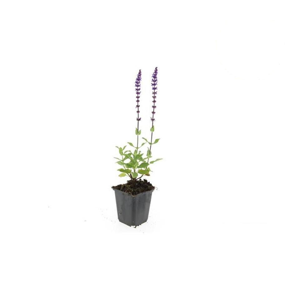 Salvia nem. 'Caradonna', detail van het blad