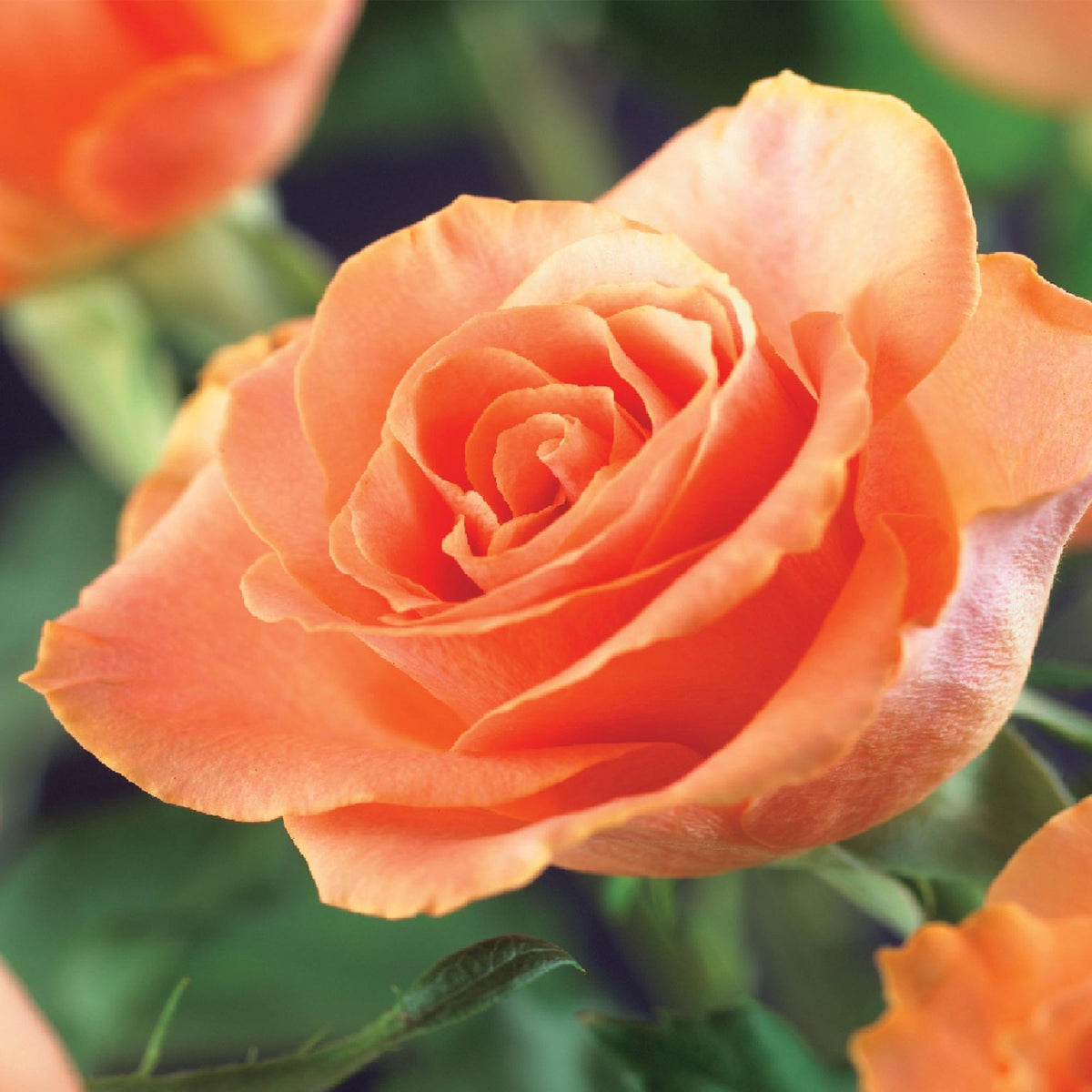 Rosa Orange Climber, kenmerkend blad