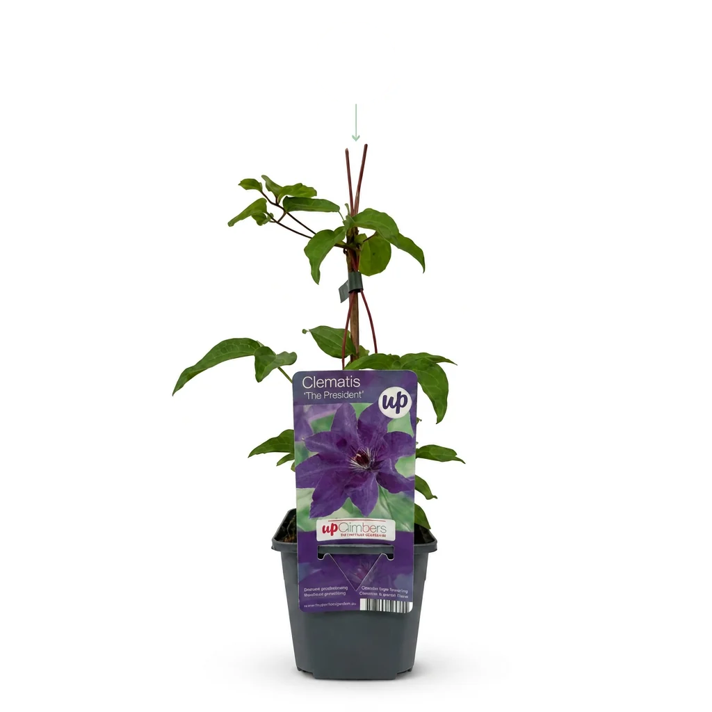 Clematis 'The President' - paarsblauwe bosrank, detail van het blad