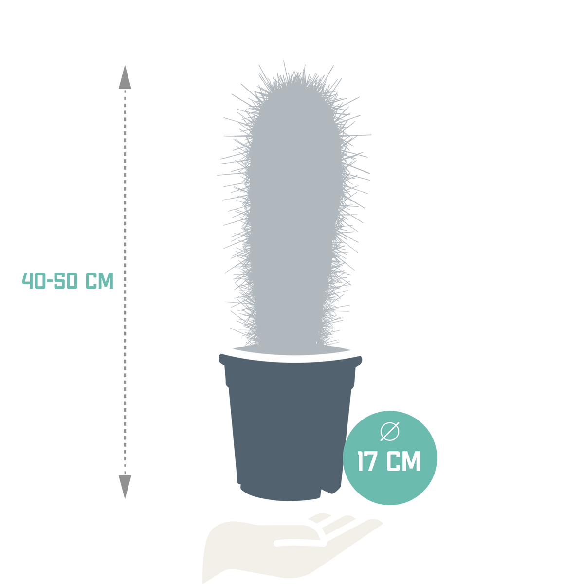 Zuilcactus Pachycereus pringlei, groenblauw, 17 cm, geen pot, detail van het blad