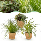 Cyperus, detail van het blad