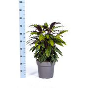 Calathea Rufibarba