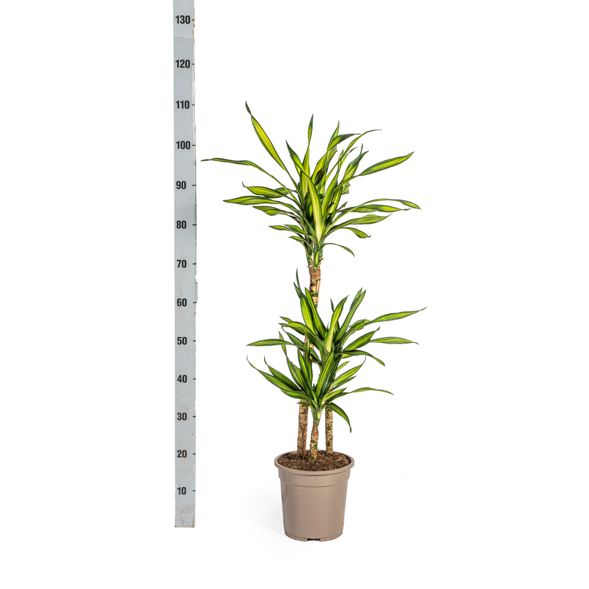 Dracaena Deremensis Rikki, kenmerkend blad