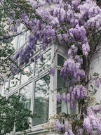 Productfoto van Wisteria floribunda 'Naga Noda' - Paarse regen