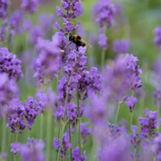 Lavendel Lavandula &