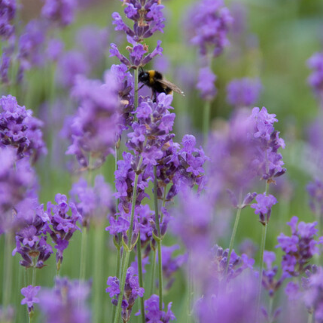 Lavendel Lavandula 'Munstead', geurend, 6 pluggen, groene bladeren