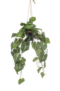 Productafbeelding van Pureplant