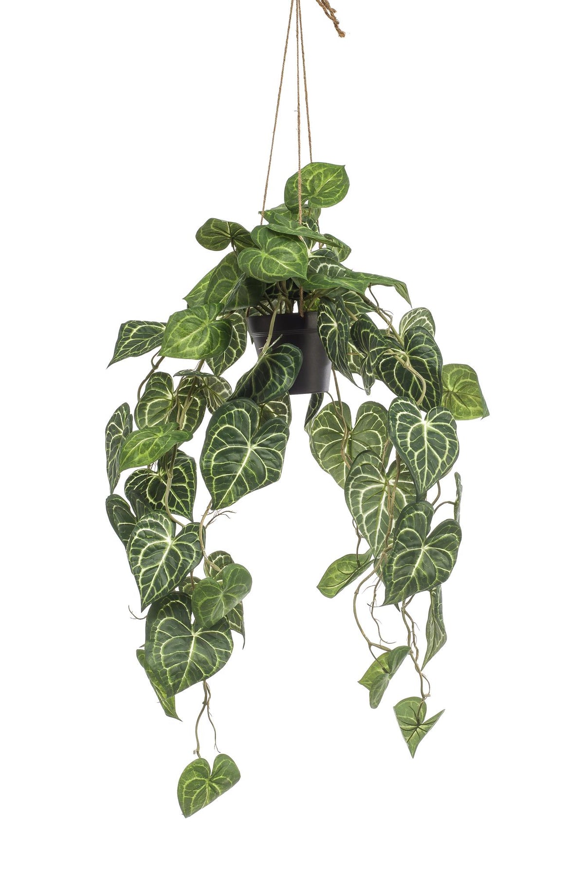 Productafbeelding van Pureplant
