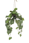 Kunstplant - Anthurium Clarinervium - Aderplant