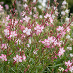 Prachtkaars Gaura 'Rosyjane', bijenplant, roze, plant in kweekpot