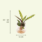Detailfoto van Calathea Insignis in Kingston glas