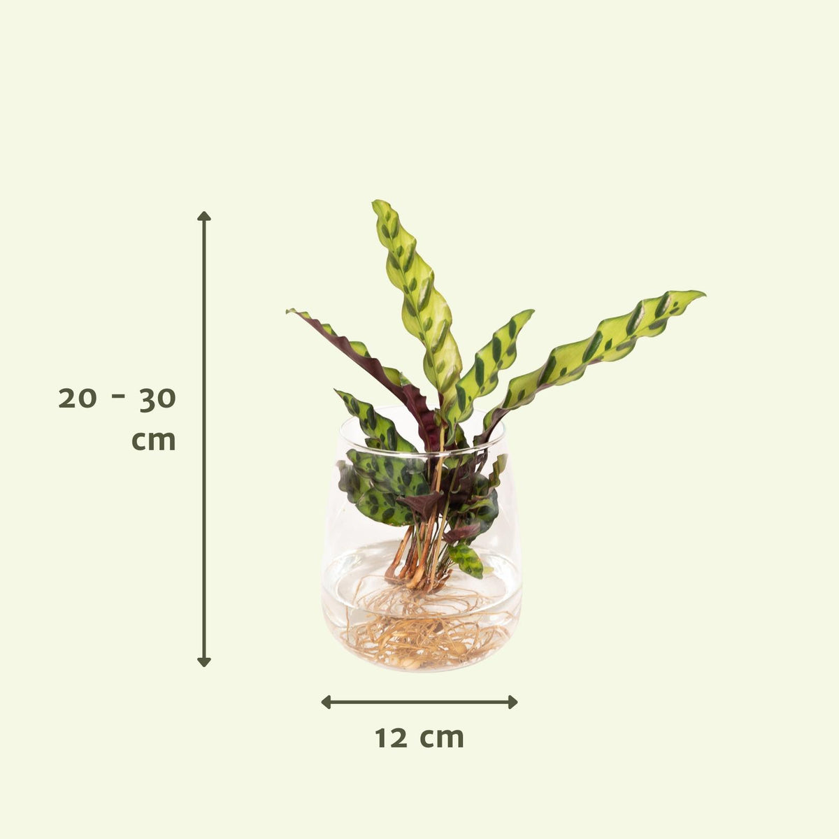 Detailfoto van Calathea Insignis in Kingston glas
