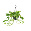 Productfoto van Epipremnum Marble Queen - Scindapsus