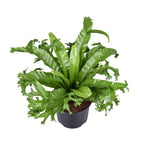 Productfoto van Asplenium Nidus Crissie