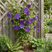 Clematis &