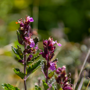 Teucrium lucidrys