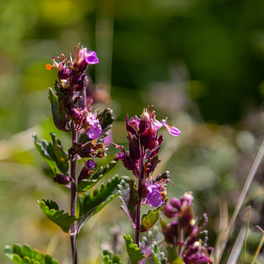 Teucrium lucidrys, sierlijke plant