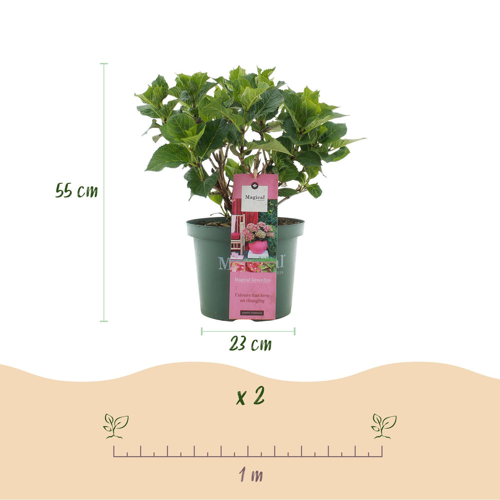 Hortensia Hydrangea Magical Green Fire, groene bladeren