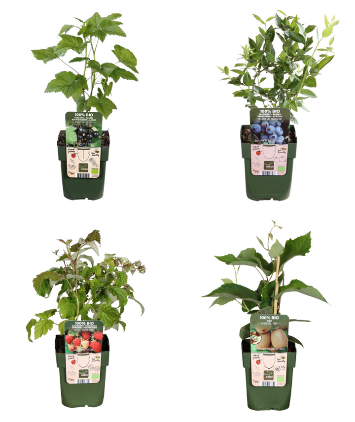 Zomervruchten, BIO fruitplanten mix van 4 soorten
