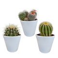 Productfoto van Bolcactus mix | 3 stuks - in witte pot