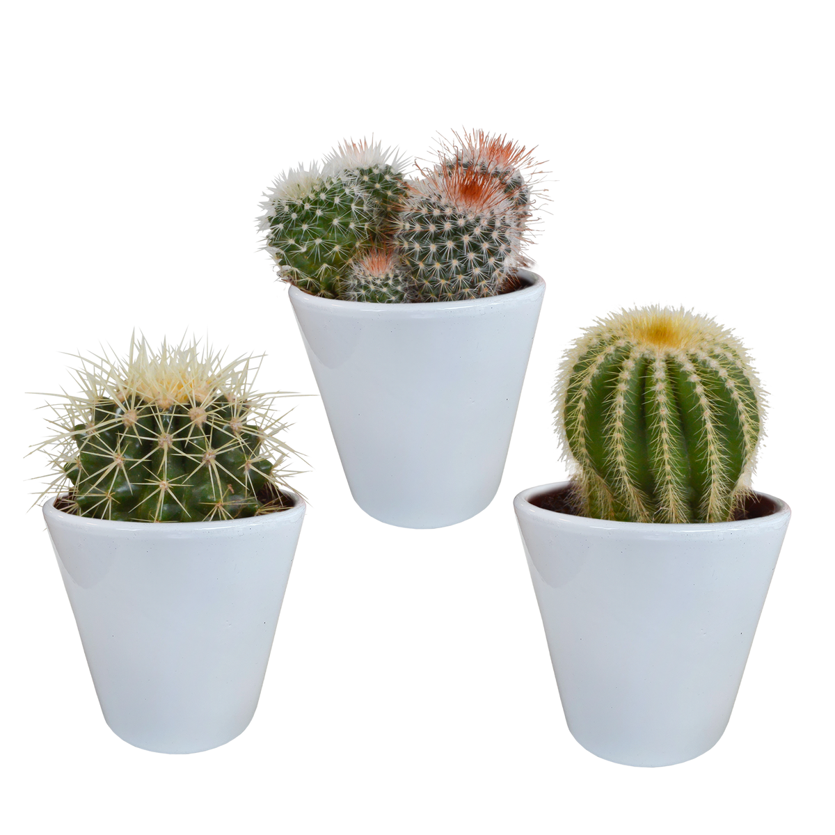 Productfoto van Bolcactus mix | 3 stuks - in witte pot