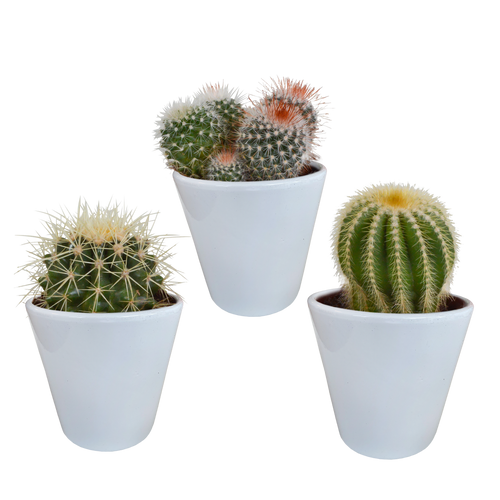 Productfoto van Bolcactus mix | 3 stuks - in witte pot